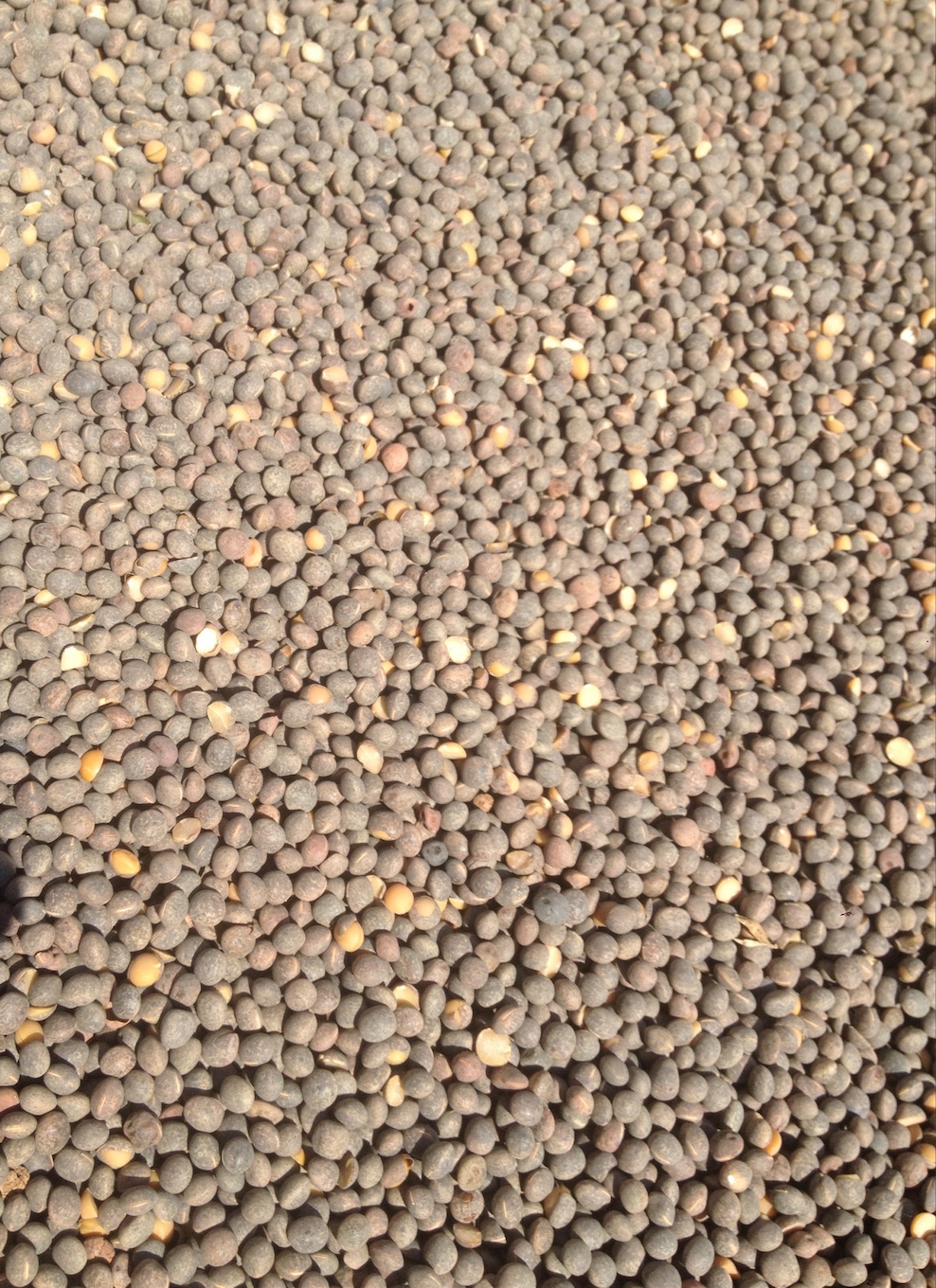 Vetch Seed x 50 m/t Cleaned | Grain & Seed - Vetch For Sale